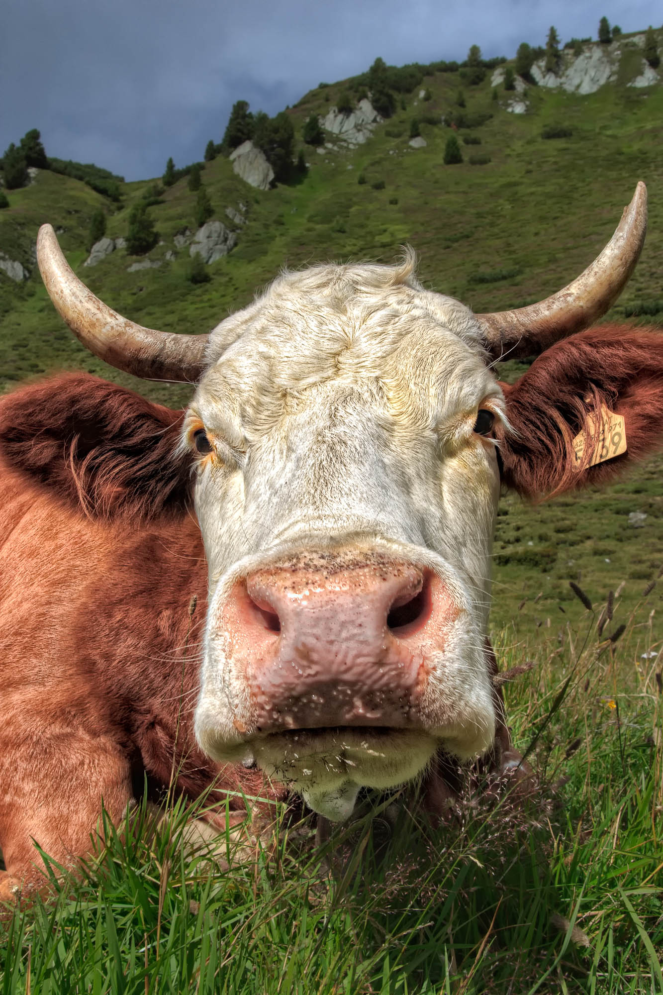 Angry Cow